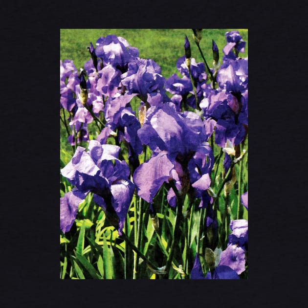 Irises Princess Royal Smith by SusanSavad